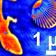 Image for article titled X-Ray Holographs Can See Moving Objects the Size of a Virus